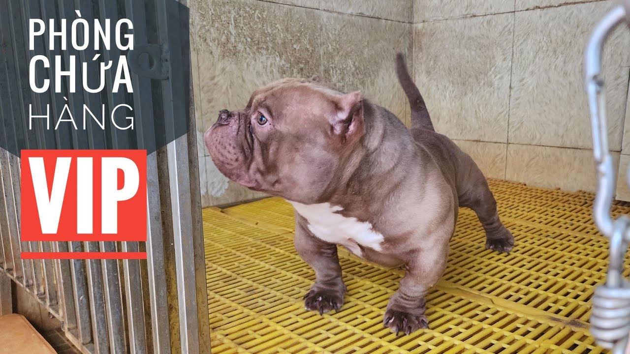 Đột nhập Phòng VIP của Trại Bully Exotic lớn nhất Miền Bắc/ NhamTuatTV - Dog in Vietnam