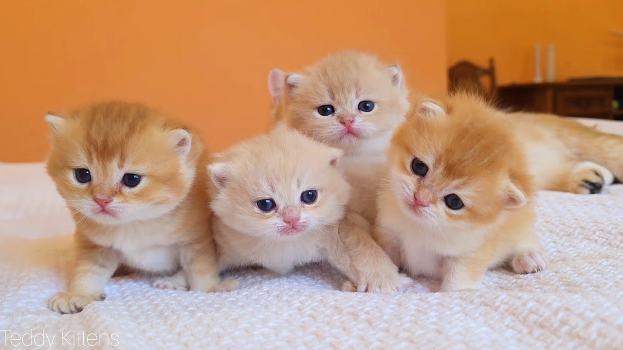 What Did We Name Our Kittens? Meet Them During Their First Trip Out of the Nest!