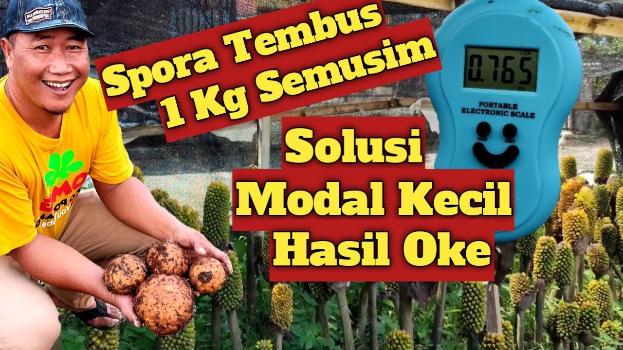 Spora Bisa Tembus 1 kg Dalam Semusim