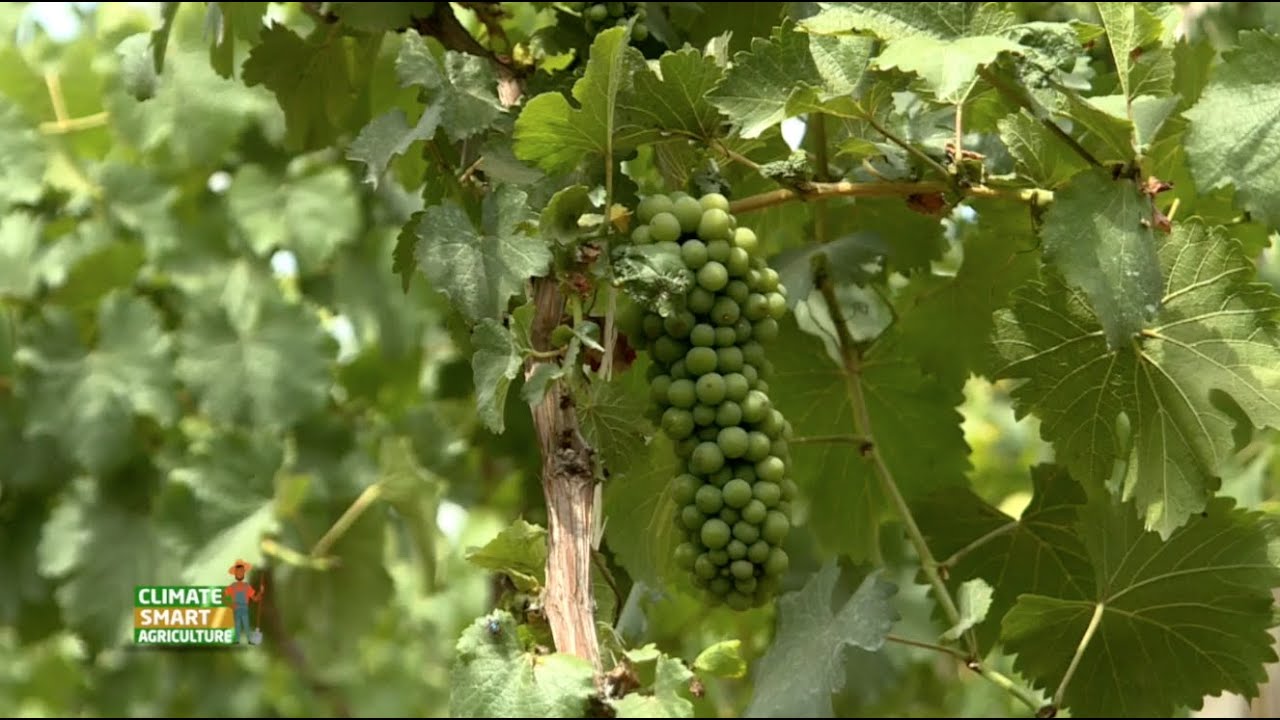 How climate change has affected grape farming