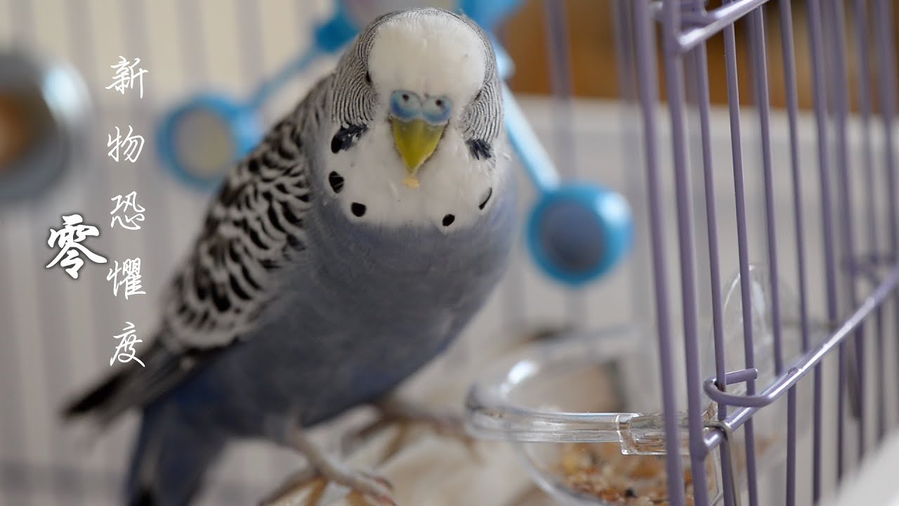 #88 快樂虎皮鸚鵡│新飯飯與飯盒 小Ｑ好喜歡 Budgerigar / Budgie sounds / Parakeet セキセイインコ 鳥籠周邊