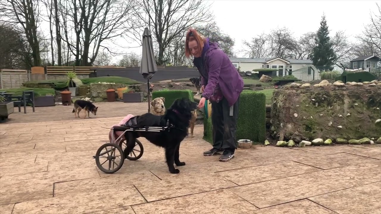 Bran the Braveheart's Recall