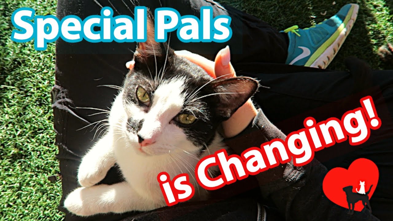 Introducing: Special Pals Rescue Resource Center!