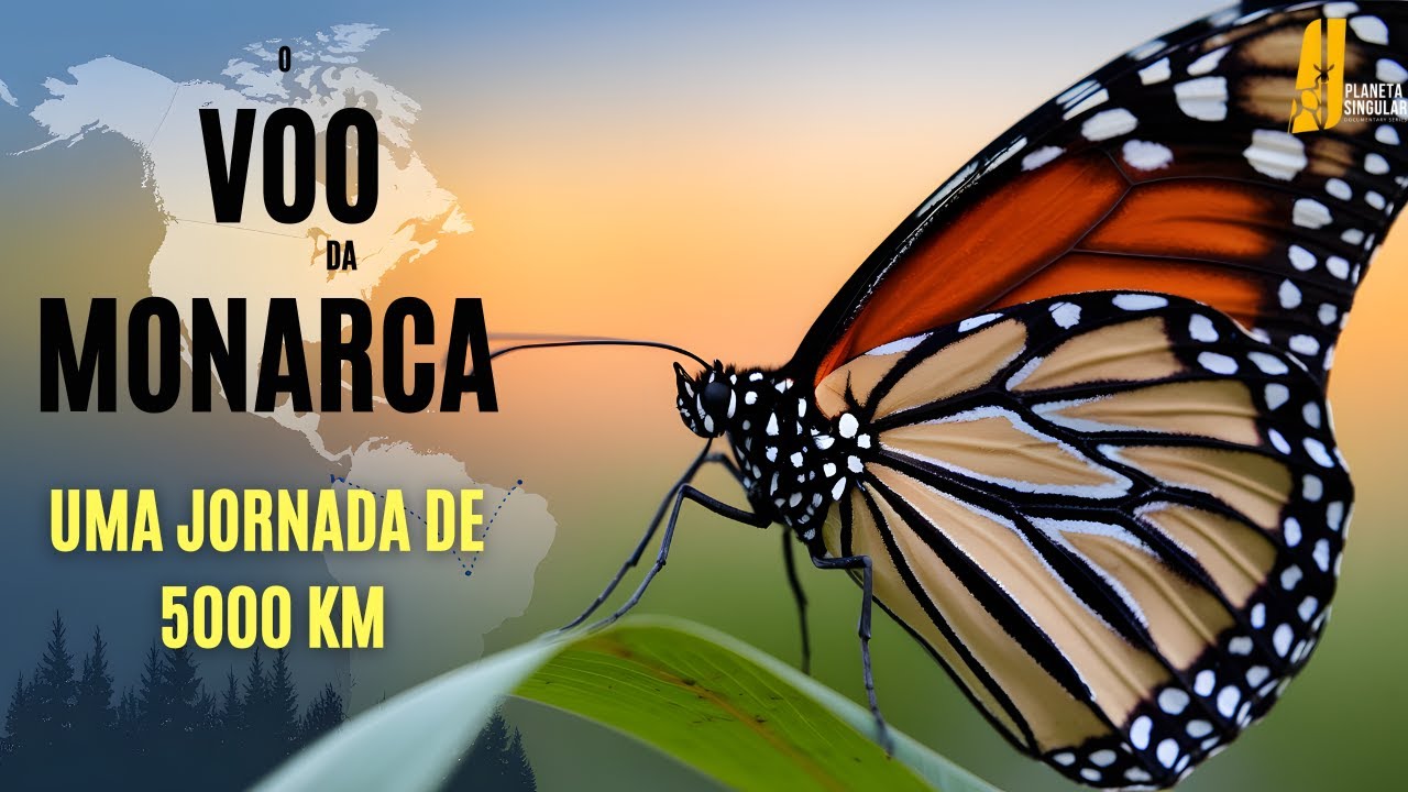 Borboleta Monarca: Uma Odisseia de 5000 km | Documentário HD Sobre a Maior Migração de Insetos
