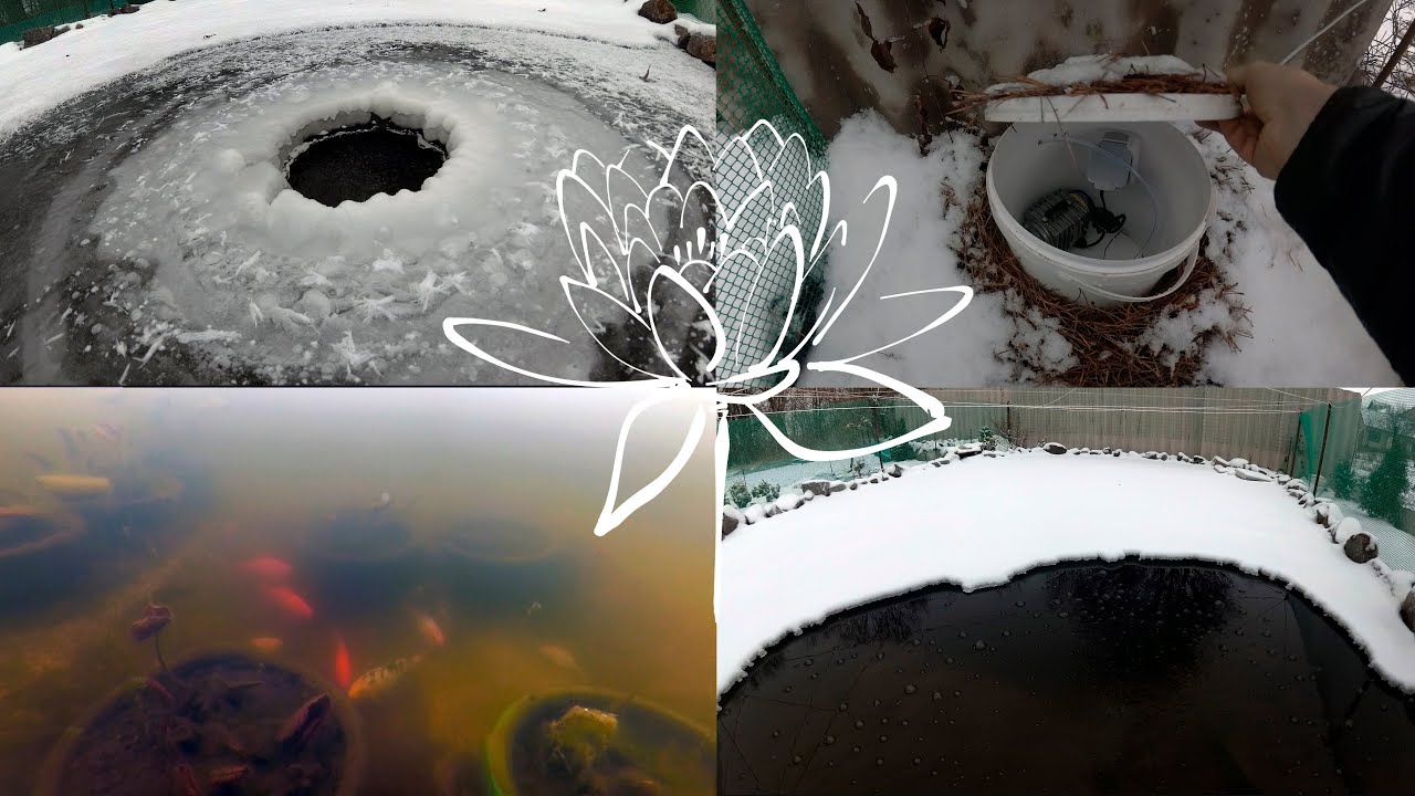 Зимовка карпов кои - Wintering of Koi Carp