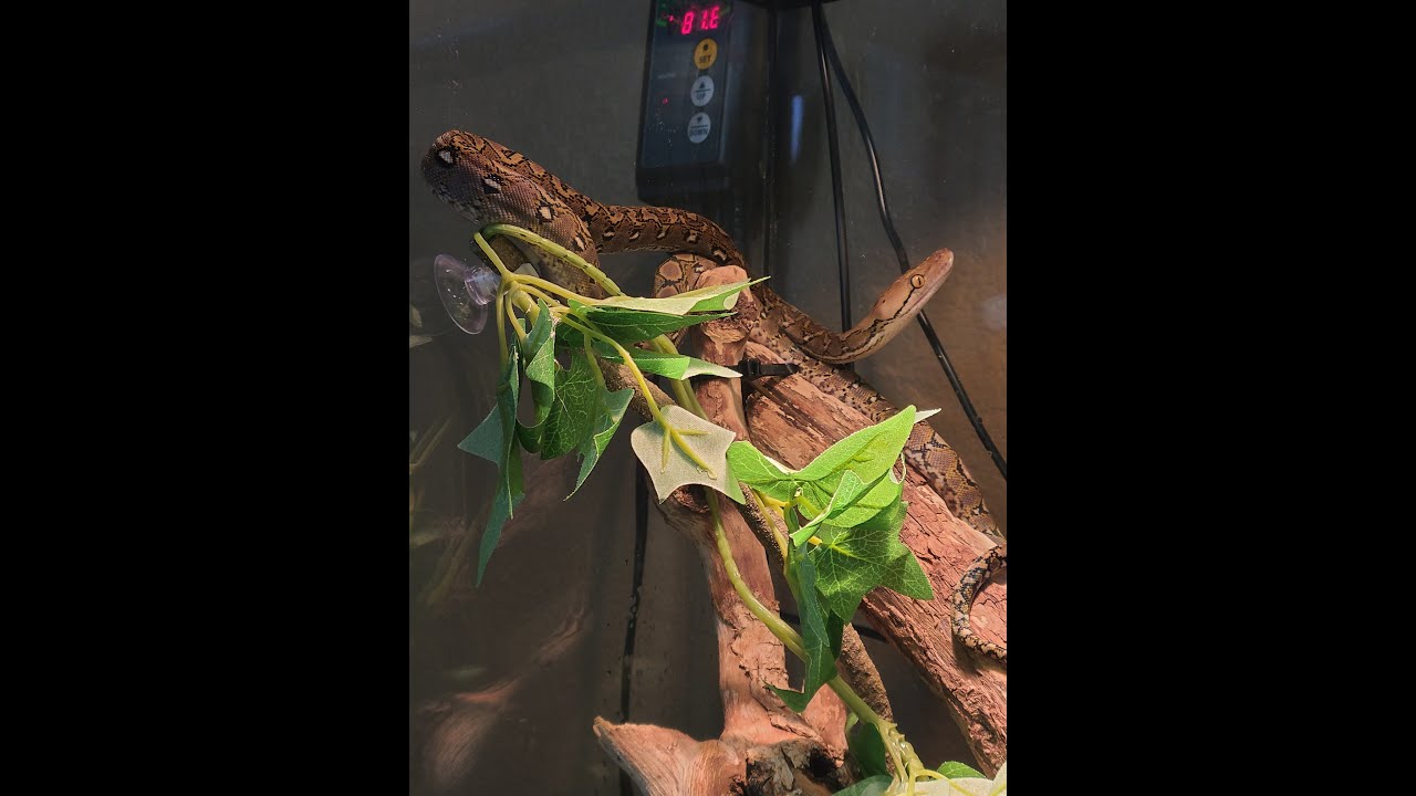 Unboxing new Super Dwarf Reticulated Python from Garrett Hartle at Reach Out Reptiles!
