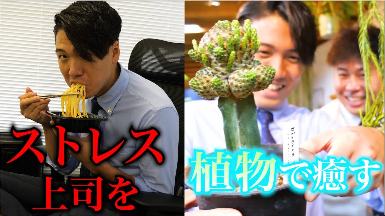 上司、植物を買う。