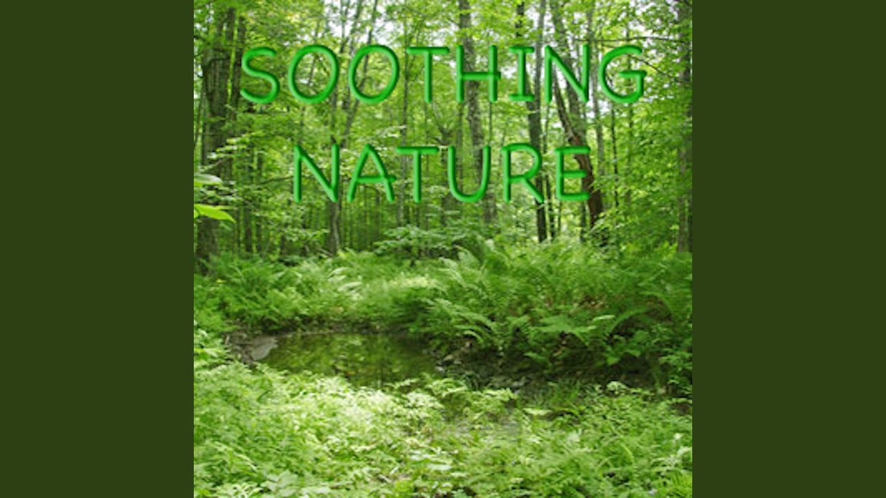 Rainforest With Soft Distant Thunder