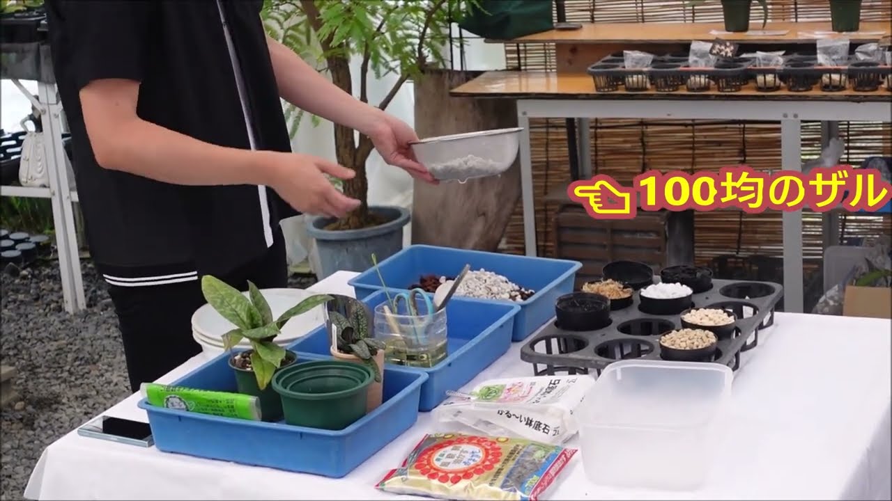 こだわり用土で植える「パフィオの植え替え動画」