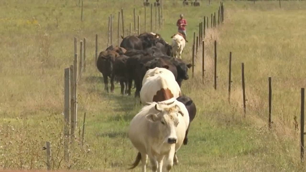 Viaţa satului: Ferma recunoştinţei (@TVR1)