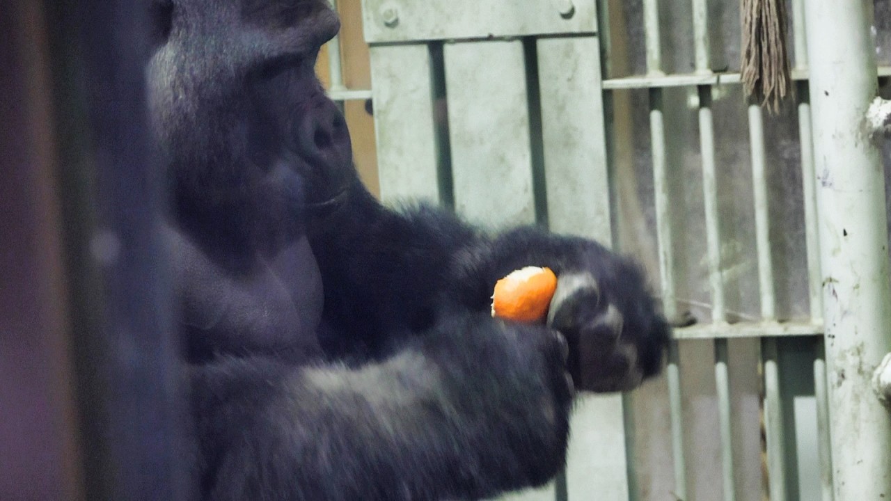みかんの皮をむいて食べるパパゴリラがかわいい｜京都市動物園｜撮影日2026.2.6｜【きょうのゴリラ】