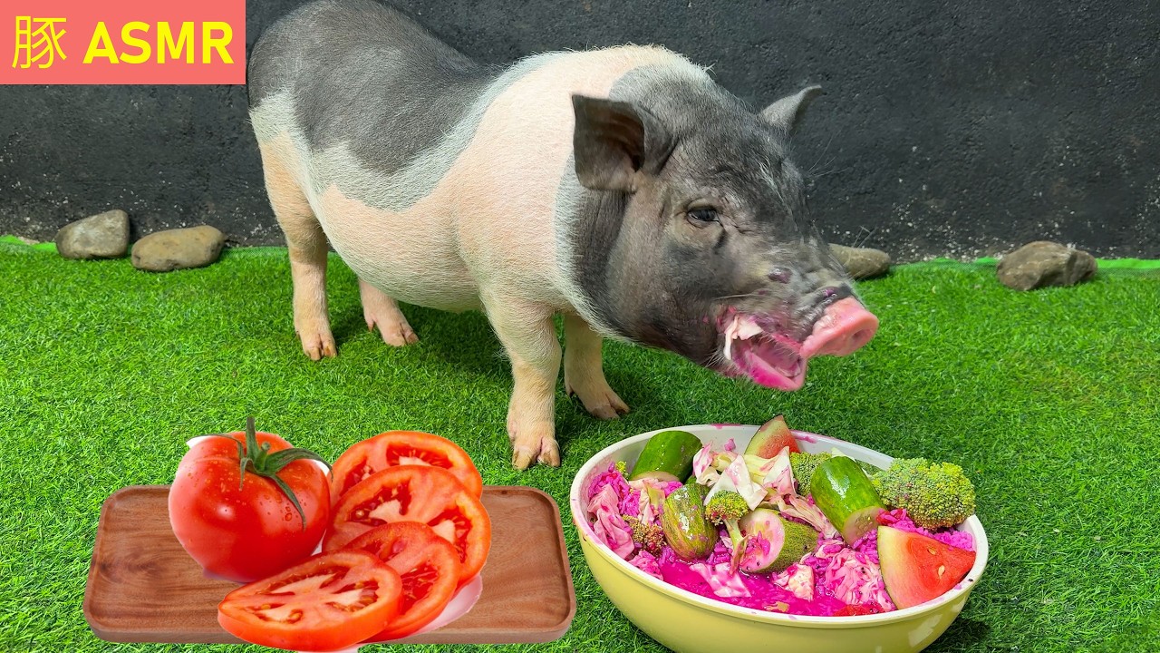 🐷珍しくてクセになる！豚のカリカリ咀嚼音｜かわいい豚の癒しASMR