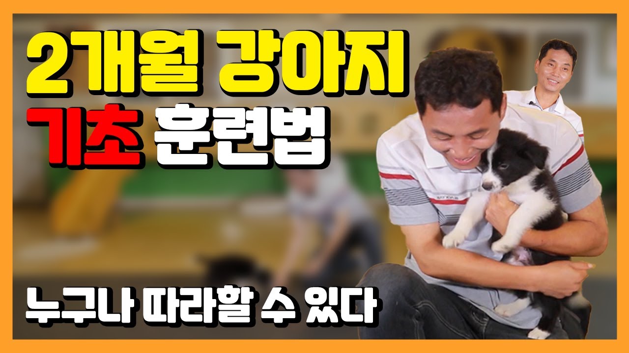 2개월 강아지는 어떻게 훈련을 시작해야 할까??? [이찬종TV EP.05]