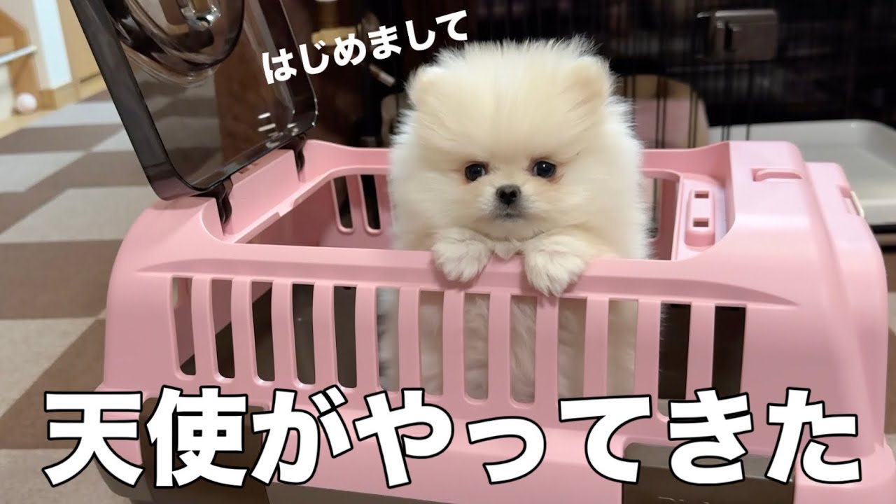 【お迎え初日】生後６０日の極小ポメラニアンの仔犬が家族になった日