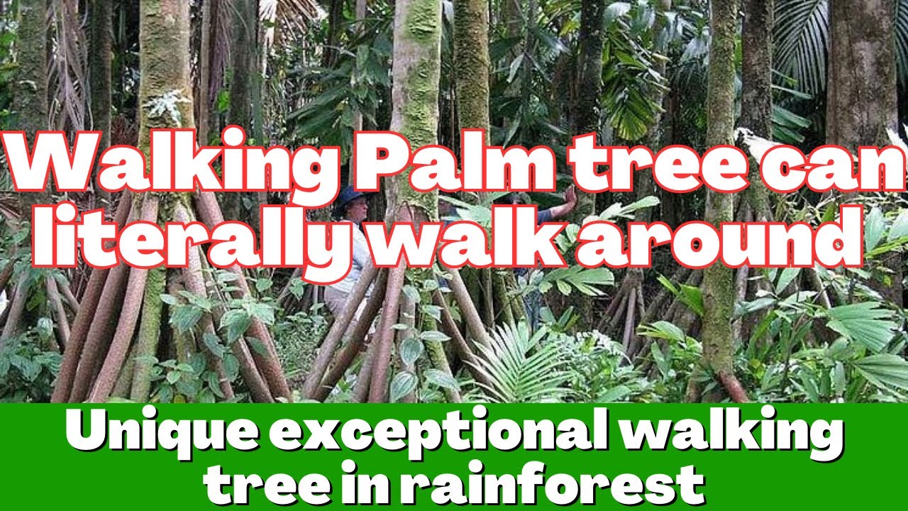 Walking Palm tree can literally walk around | Unique exceptional walking tree in rainforest