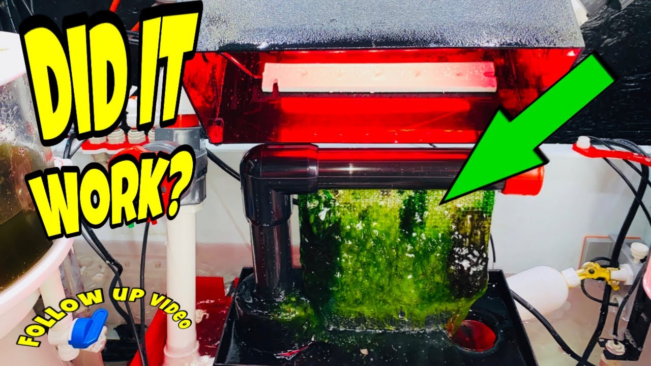 ALGAE FILTERING MY SALTWATER REEF FISH TANK (NO MORE WATER CHANGES?)