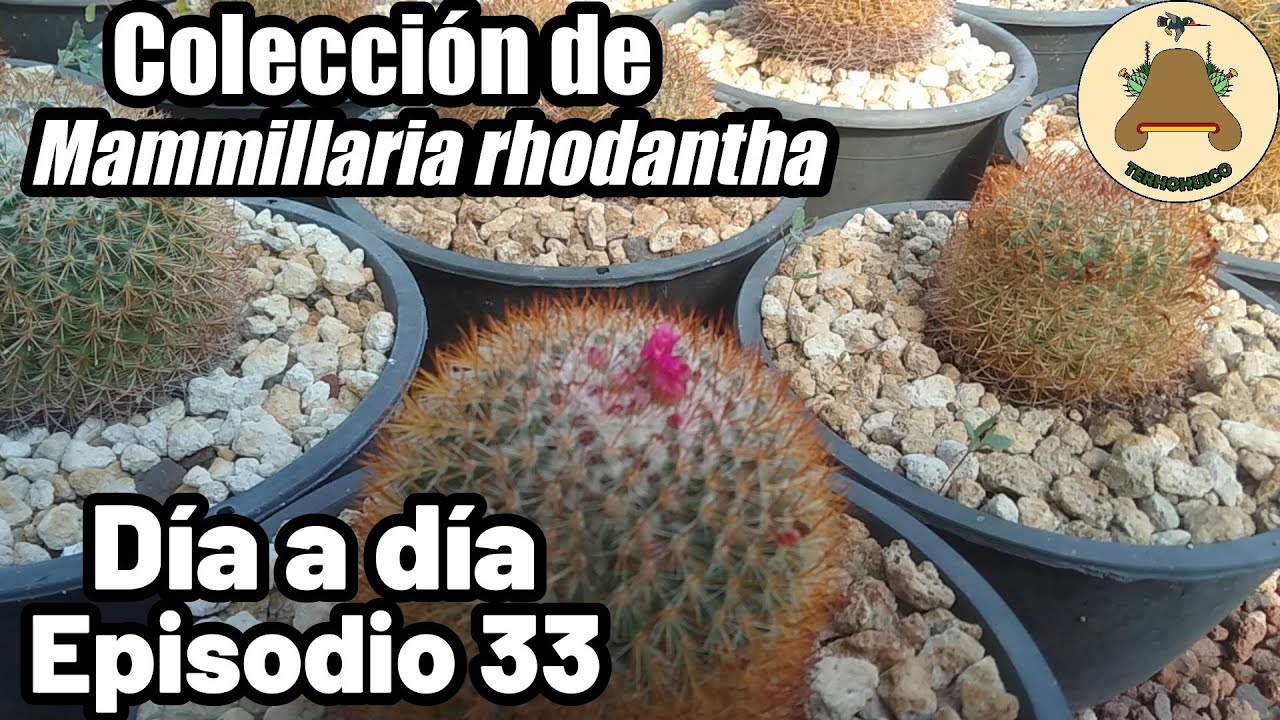 Plantas madre de Mammillaria rhodantha. Día a día en un vivero de suculentas. Episodio 33.