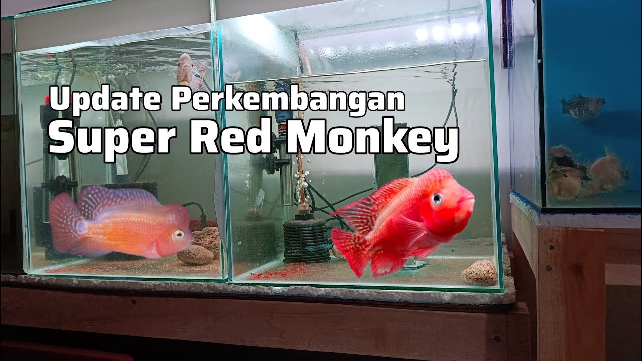Update Perkembangan SRM Super Red Monkey #flowerhorn #srm