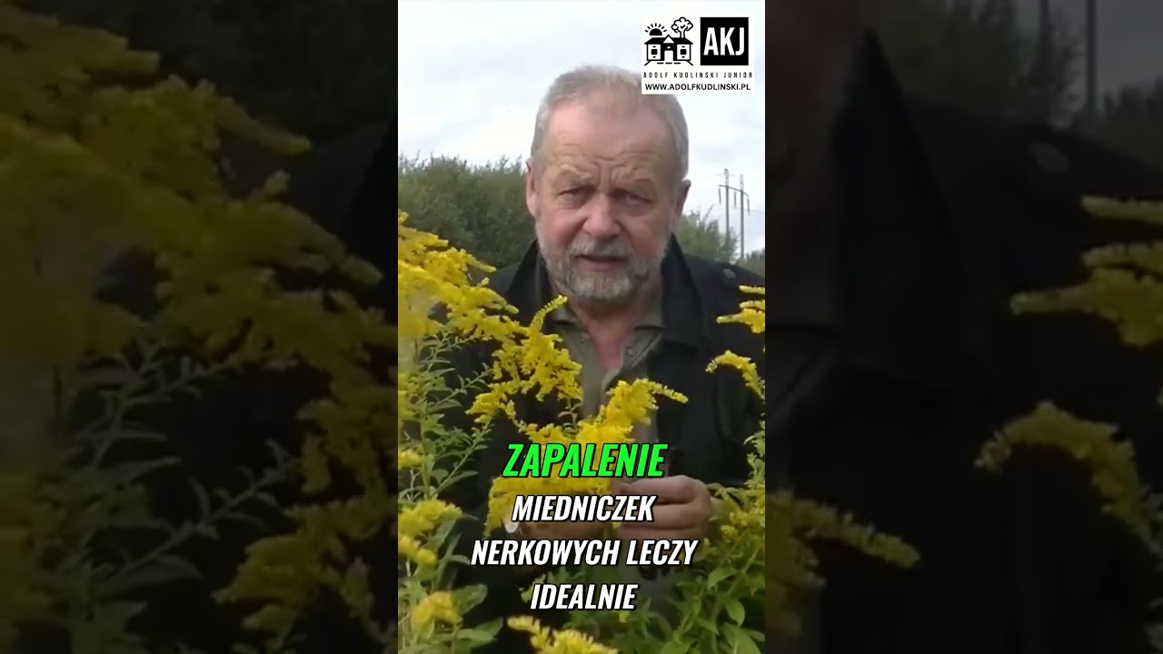 Nawłoć pospolita: Złota dziewczyna, cudowne zioło z Polski!