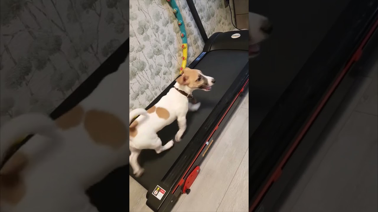 Dog Fails While Testing Owner&rsquo;s Treadmill