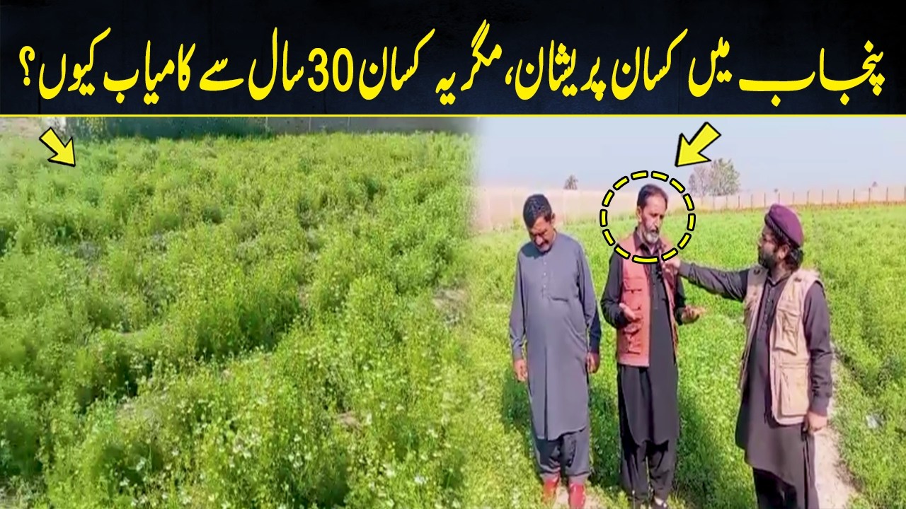 Farmers in Punjab are worried, but why has this farmer been successful for 30 years? |Up Digital