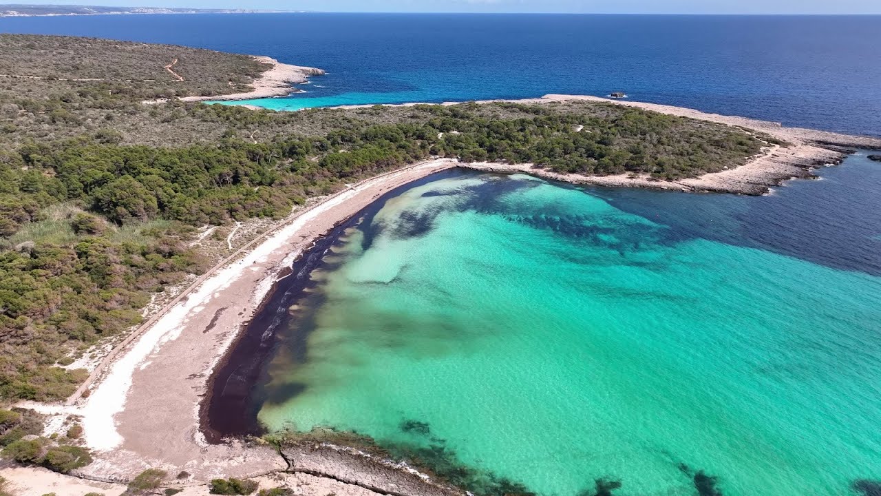 ¿Posidonia en la playa? Garantía de calidad