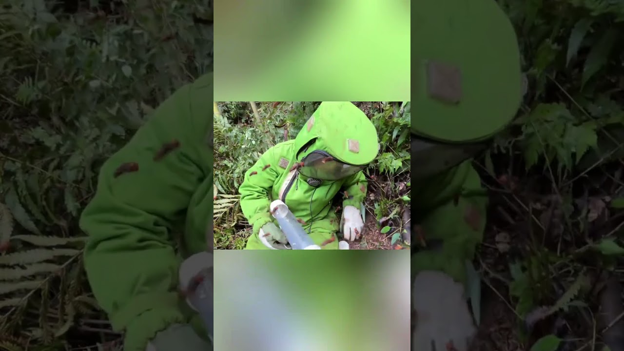 #waspnest #bee #honeybeesting #nature #waspnestremoval #animal #farming #animals #wasp #insects