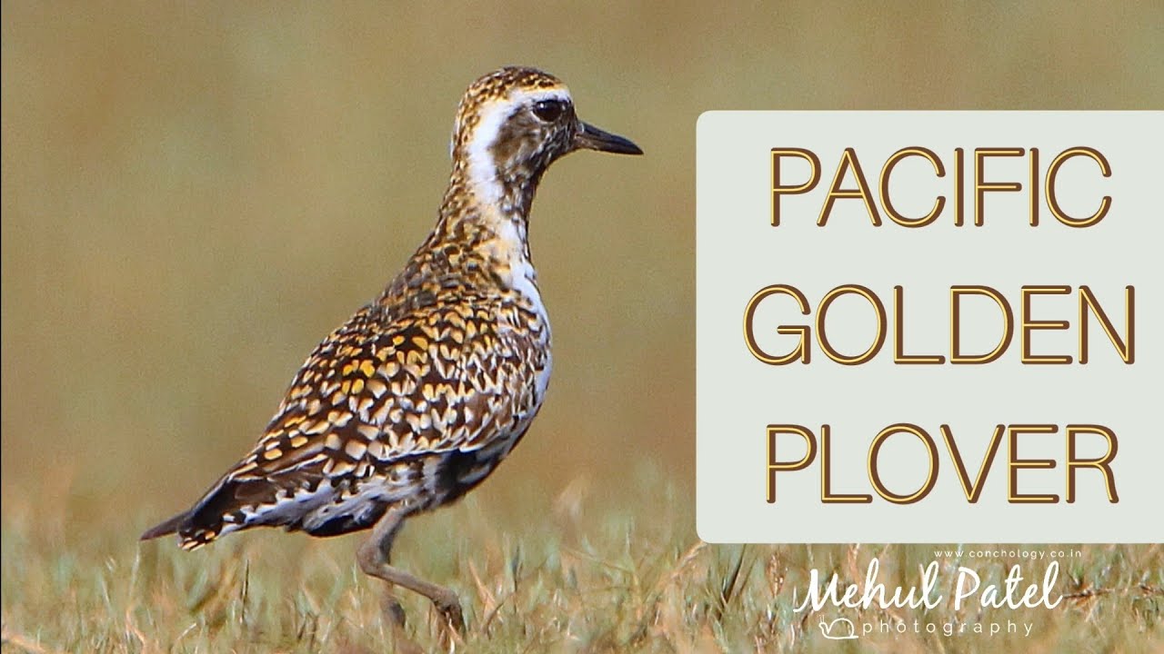 Pacific golden plover