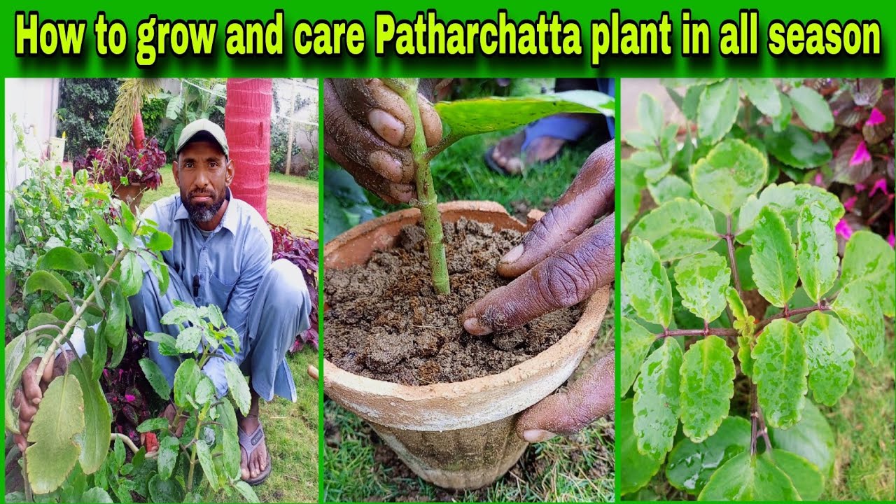 How to grow and care Patharchatta plant in all season🌱 most informative video@WAGardner .