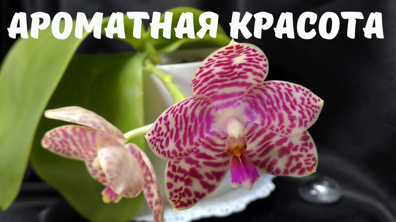 Ароматная красота - Phalaenopsis Brother Glory