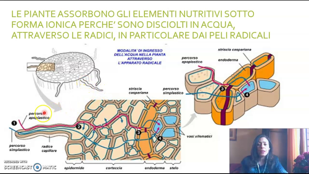 CAPACITA' DI SCAMBIO CATIONICO