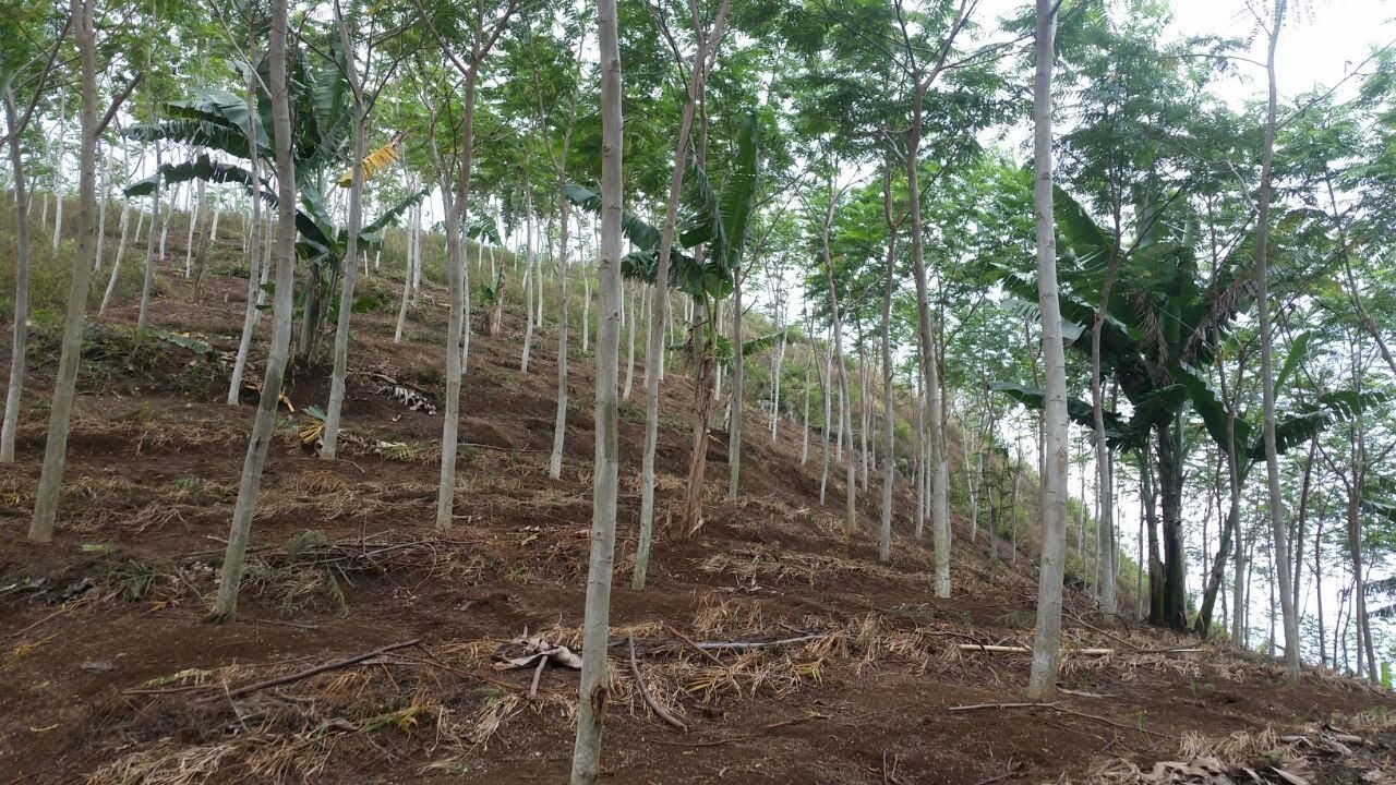 Sengon solomon (Petani milenial tv)