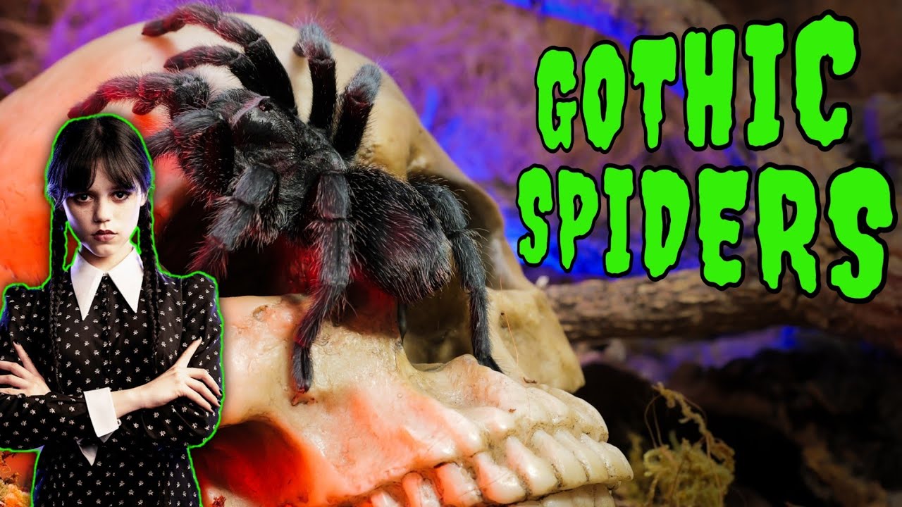 Top 5 BLACK Tarantulas - GOTH SPIDERS!