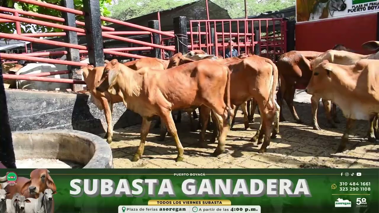 Lote 120 Subasta 6 de Febrero de 2026