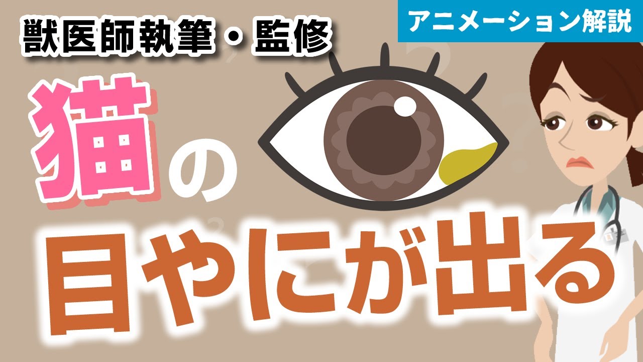 猫の目やにがでる症状について【獣医師執筆監修】症状から治療方法