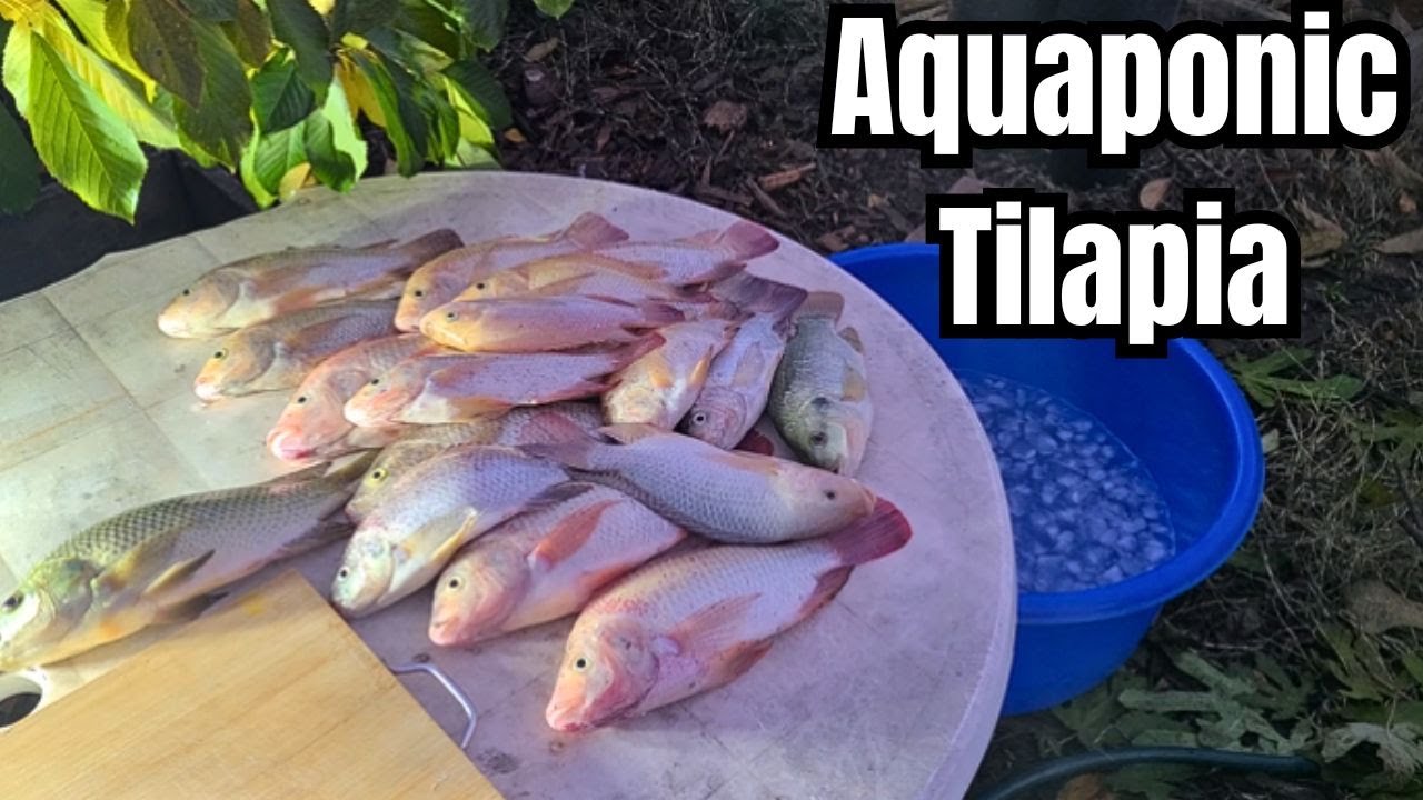 Harvesting the Tilapia from my aquaponics system #aquaponics #aquaculture