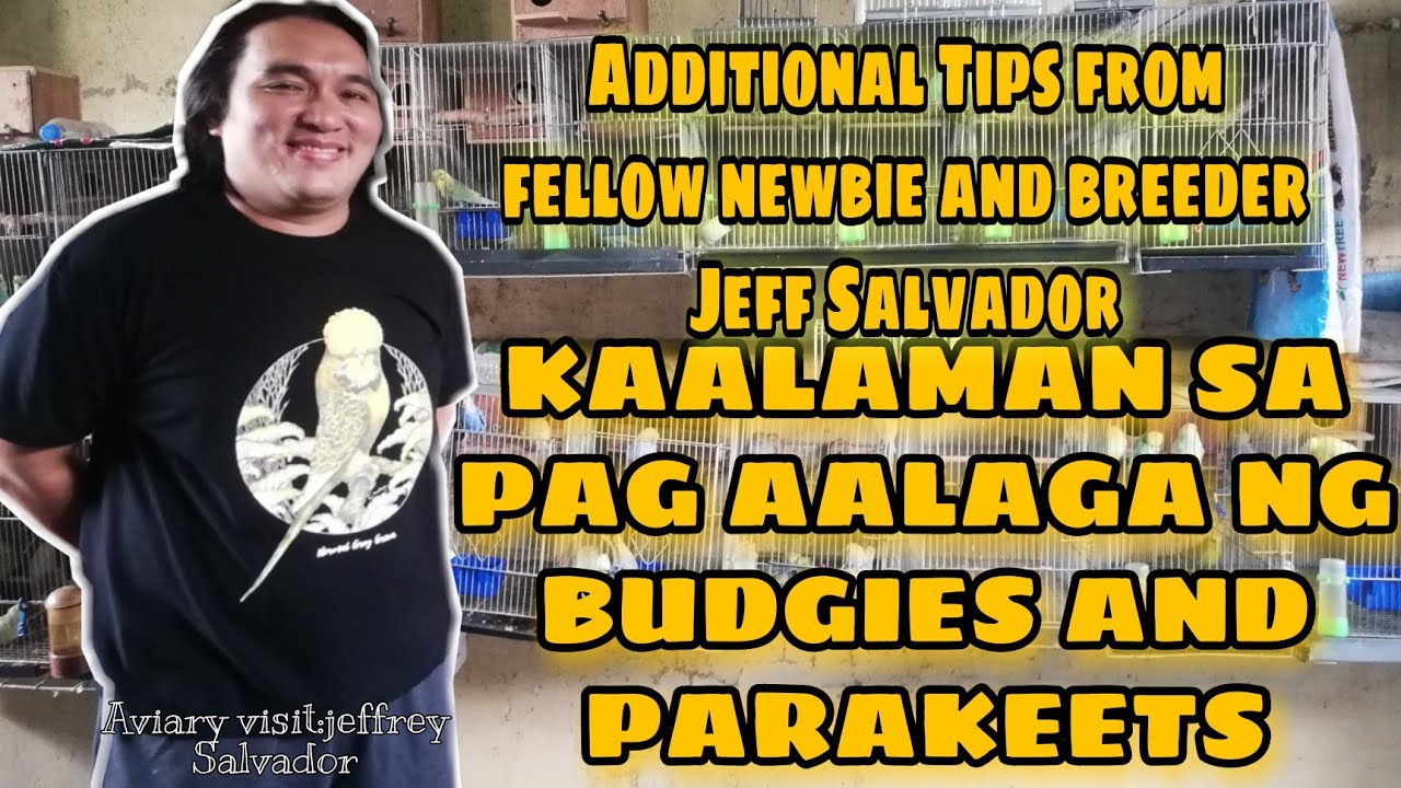 KAALAMAN SA PAG IIBON LEGIT BREEDER NG BUDGIES AND PARAKEETS NG PASIG CITY #ALBS2 #africanlovebird