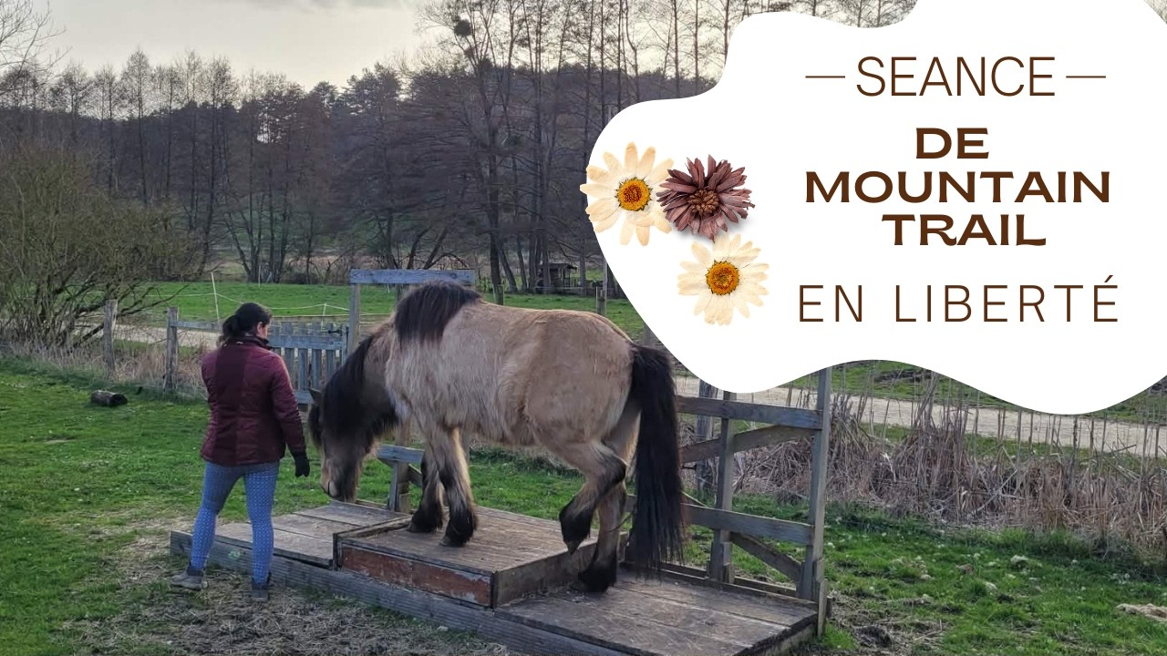 Parcours de Mountain Trail en liberté avec Bijou l'Islandais