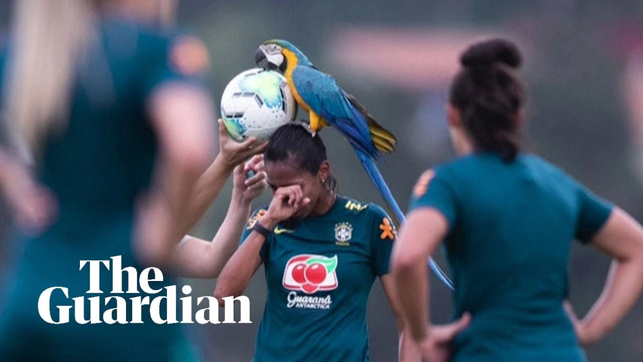 Parrot lands on head of Brazilian footballer during practice match