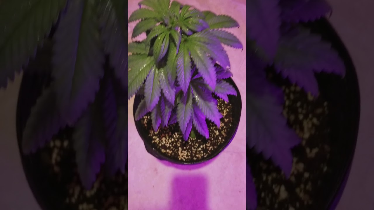 The purps strain(Mendocino purps) hydroponic