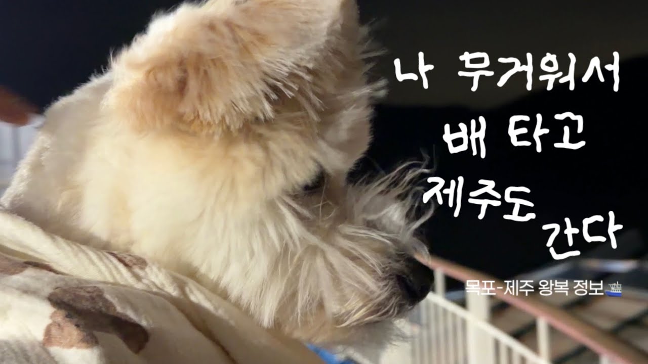 내 강아지와 꼭 하고 싶었던 버킷리스트! 비행기 못 타는 중형견과 배타고 제주도⛴️ (목포-제주 왕복 가장 싸게가는 법, 퀸제누비아 비교)
