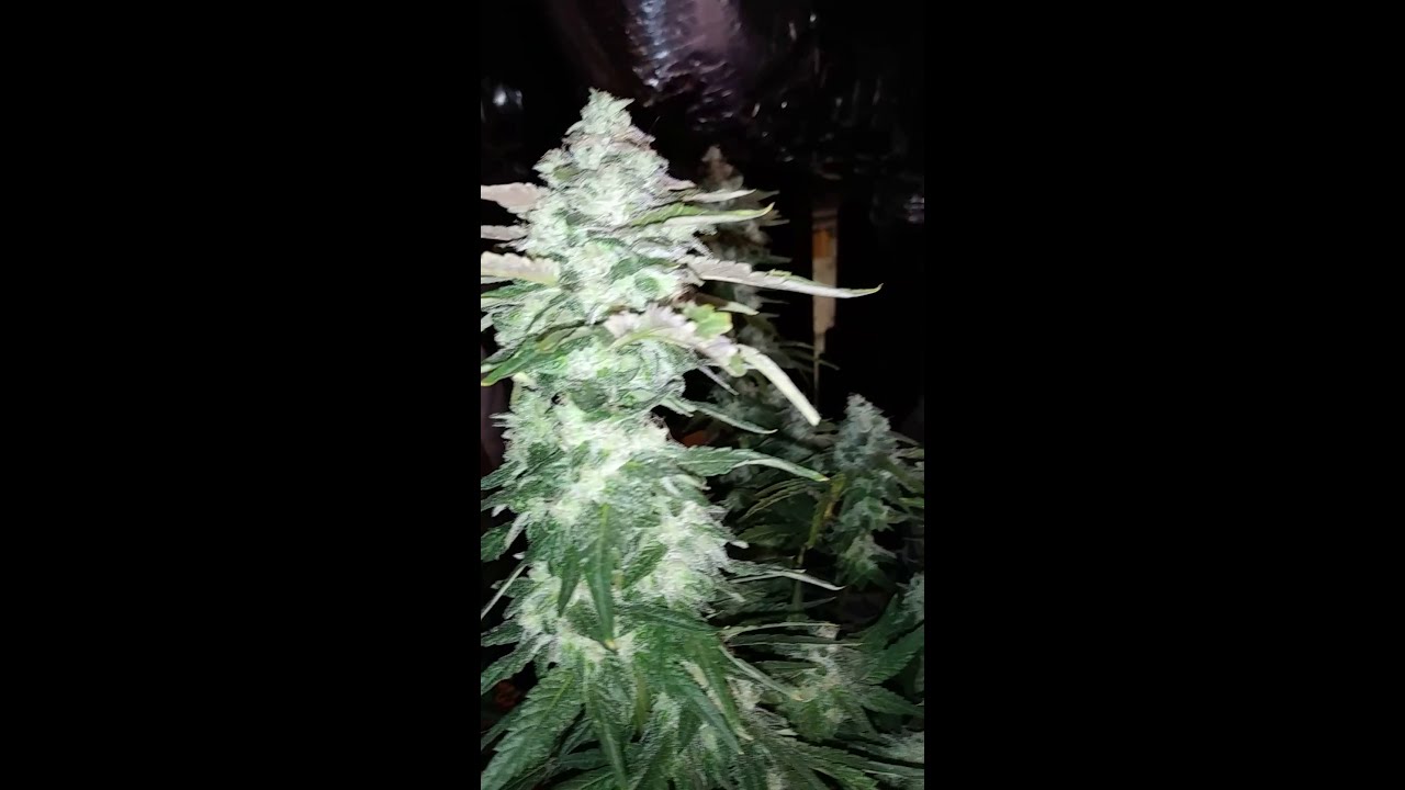 DAY 52 COOKIE WRECK/ COOKIE TRAIN WRECK