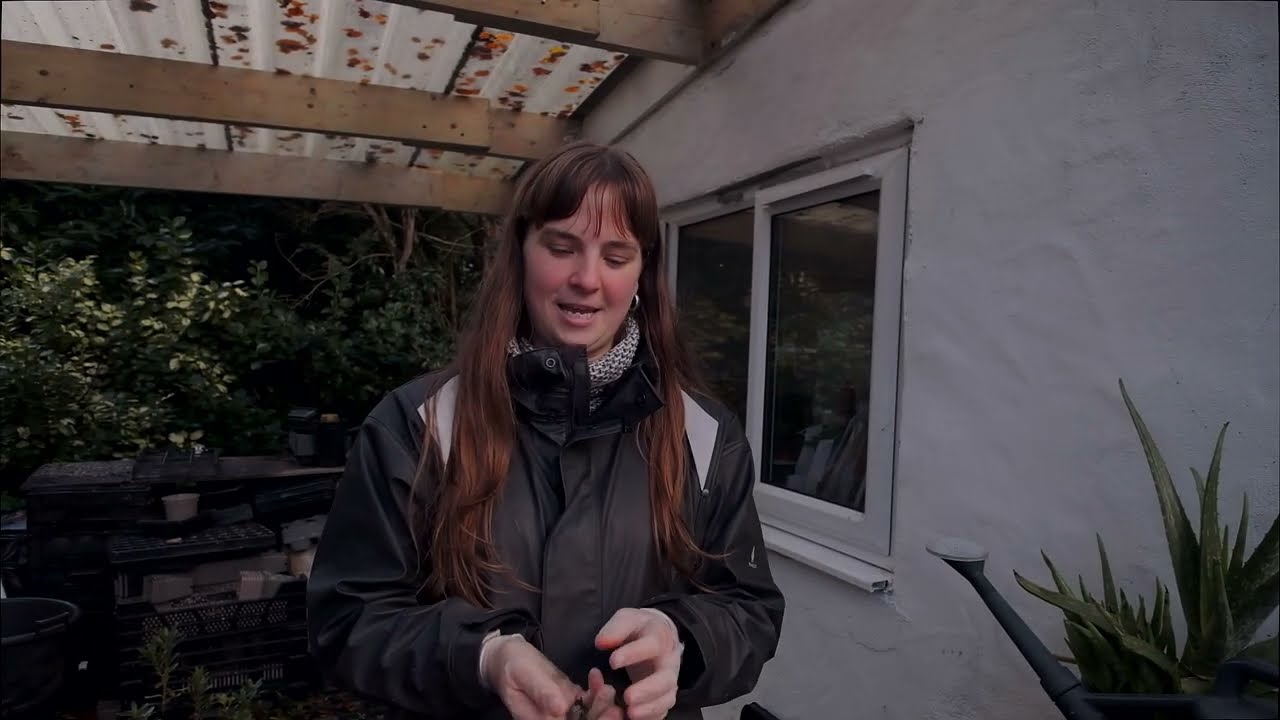 How to clean and store Styrax seed