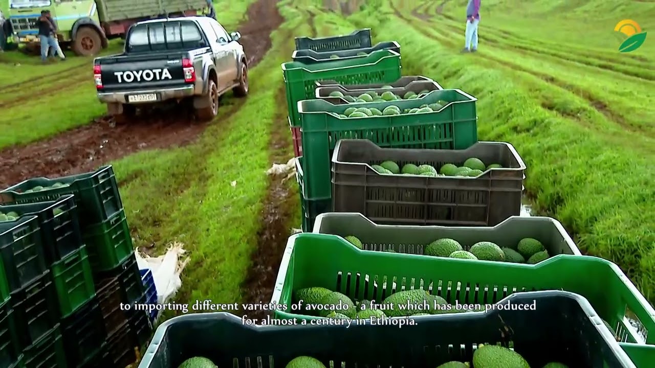የሆርቲካልቸር ኮሜርሻላይዜሽን ክላስትር/Horticulture Commercialization Cluster