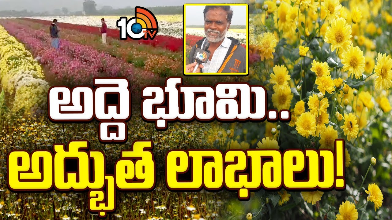 Chamomile Cultivation: High Returns on Rented Land |అద్దె భూమి.. అద్భుత లాభాలు! |Matti Manishi |10TV