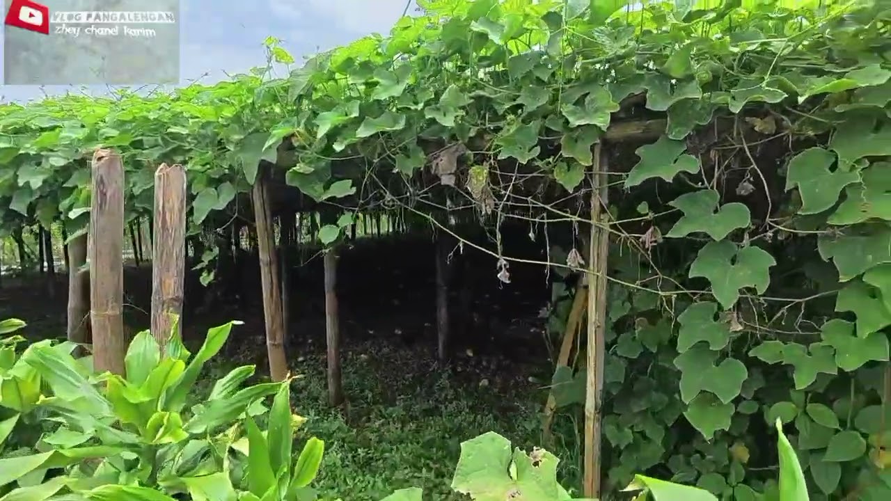 NGAPRAK LEMBUR,, KAMPUNG TERNYAMAN DAN JERNIH