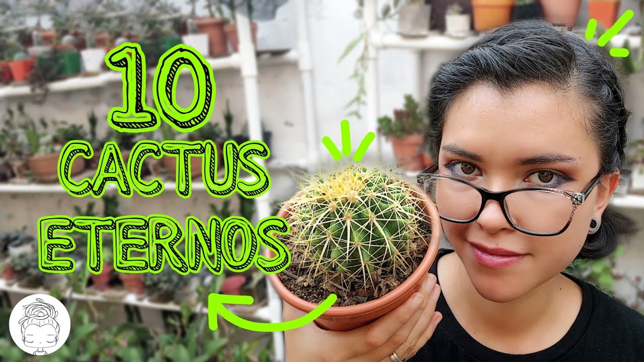 A PRUEBA DE TODO: LOS CACTUS MÁS FÁCILES DE CUIDAR 💚🐔✨