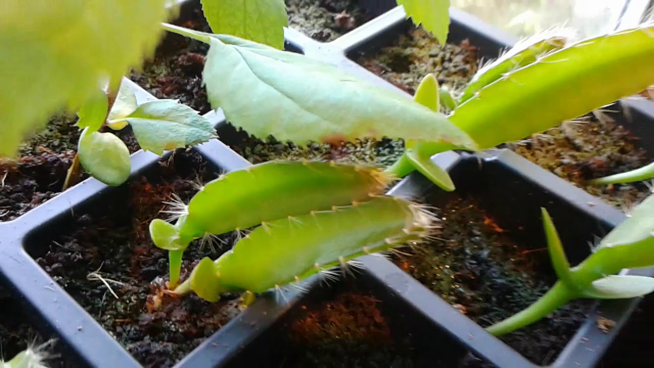 How many cuttings of dragon fruit can you plant per post?  (Viewer question)