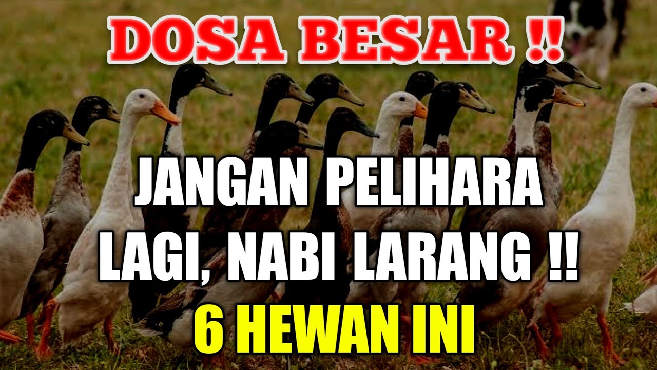 DOSA BESAR! Inilah 6 Hewan Yang Dilarang Dipelihara dalam Islam