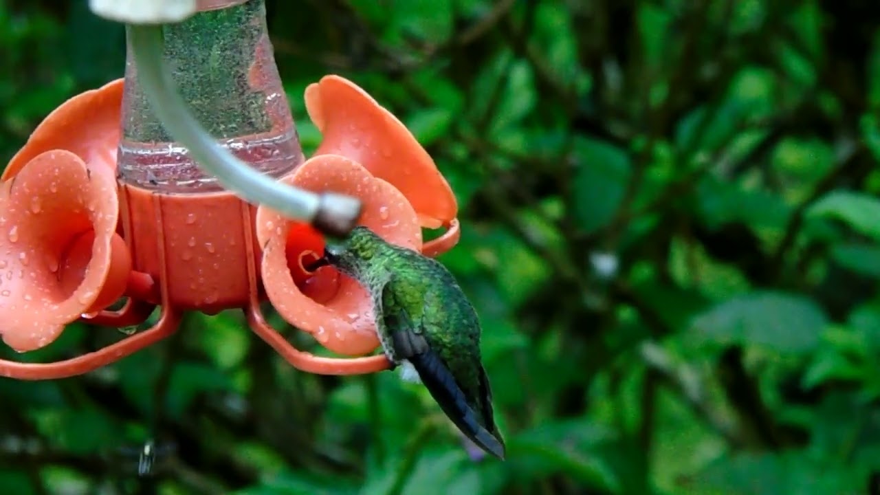 Hembra: Colibr&iacute; de Raquetas Faldirrojo (annae)Ocreatus addae annae